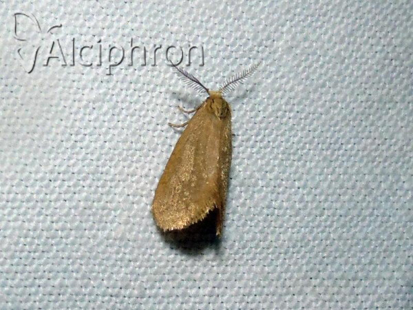 Bijugis pectinella