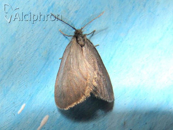Psyche casta