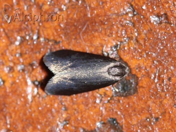 Psyche crassiorella