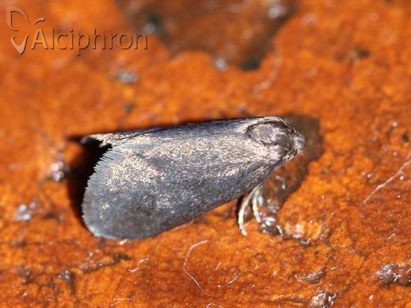 Psyche crassiorella