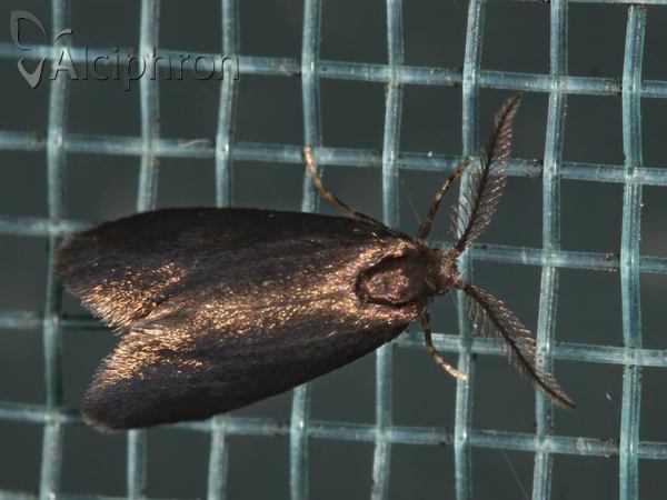 Psyche crassiorella