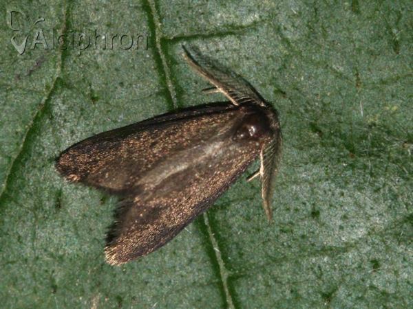Psyche crassiorella