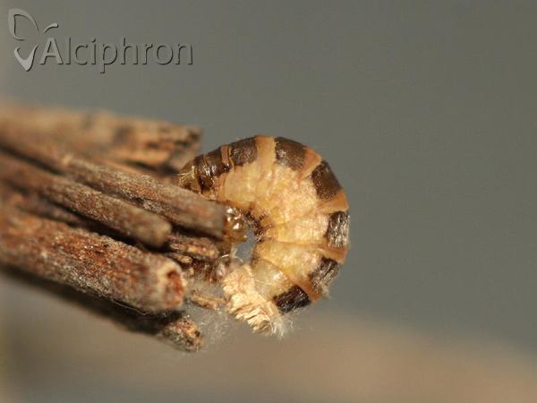 Psyche crassiorella