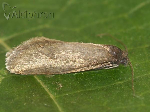 Taleporia politella