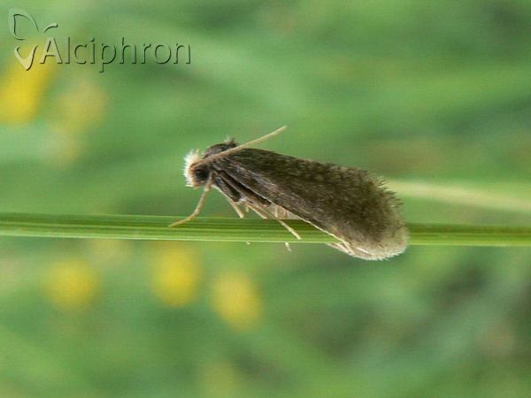 Taleporia tubulosa