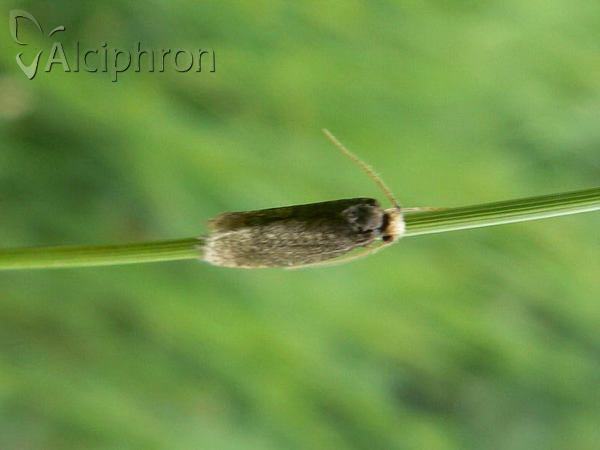 Taleporia tubulosa