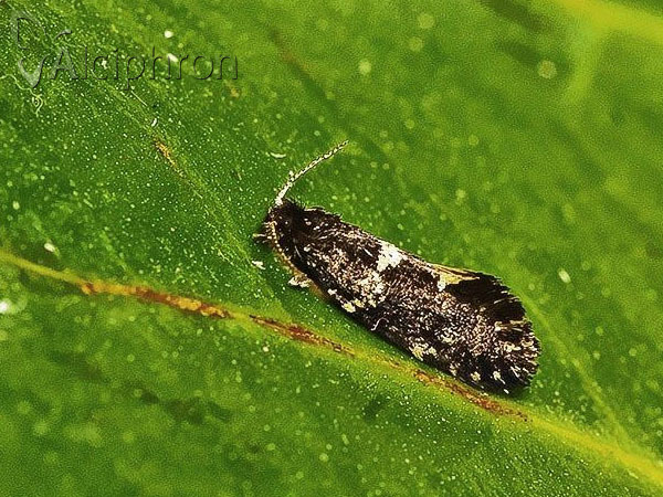 Narycia duplicella