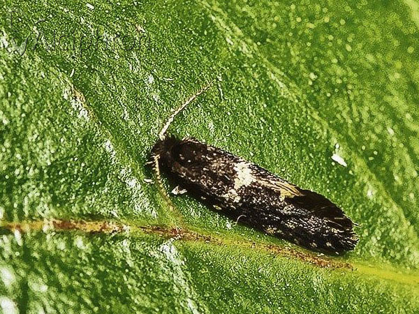 Narycia duplicella