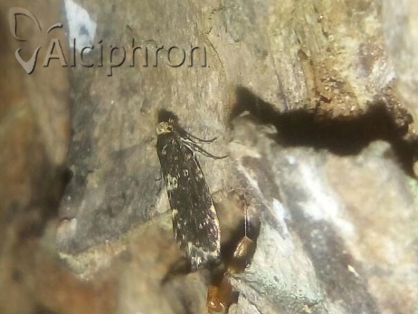 Narycia duplicella