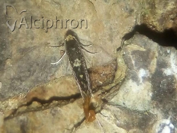 Narycia duplicella
