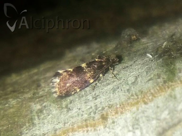 Narycia duplicella