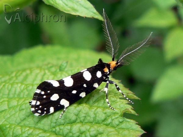 Euplocamus anthracinalis
