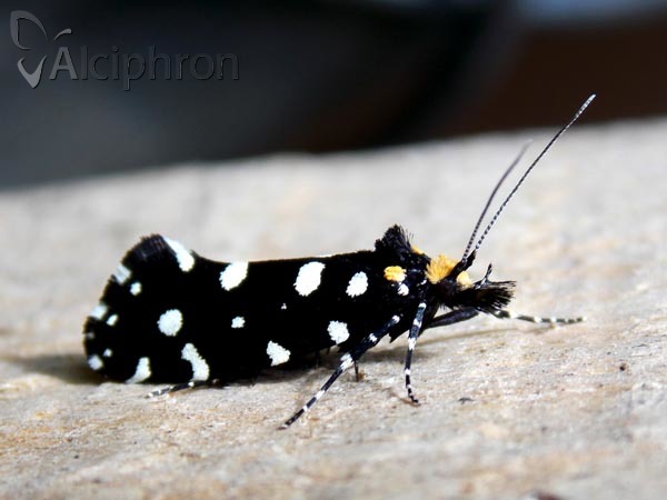 Euplocamus anthracinalis