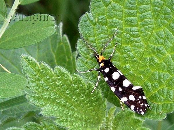 Euplocamus anthracinalis