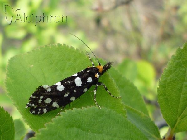 Euplocamus anthracinalis