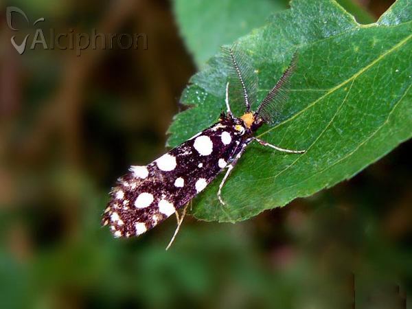 Euplocamus anthracinalis