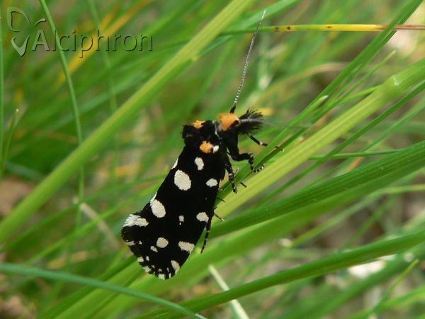 Euplocamus anthracinalis
