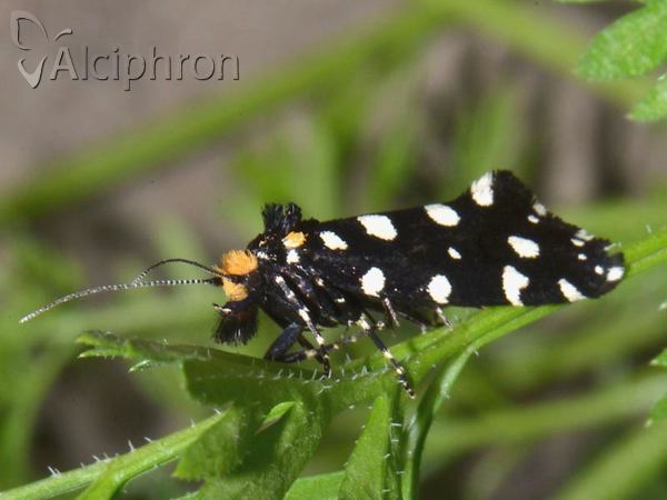 Euplocamus anthracinalis