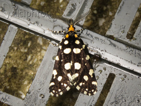 Euplocamus anthracinalis