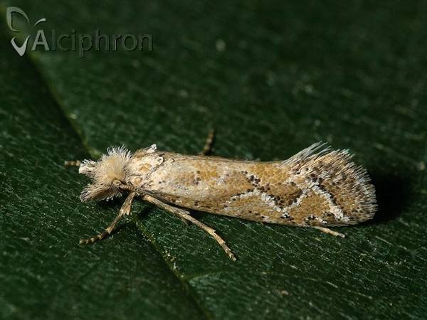 Ateliotum hungaricellum