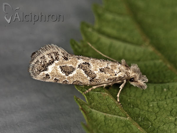 Ateliotum hungaricellum