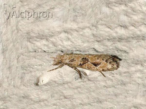 Ateliotum hungaricellum
