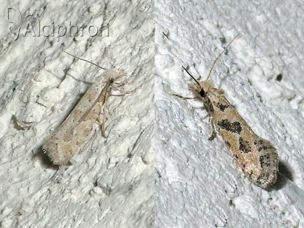 Ateliotum hungaricellum