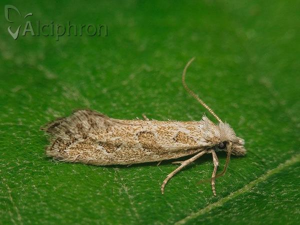 Ateliotum hungaricellum