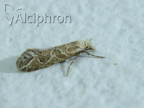 Ateliotum hungaricellum
