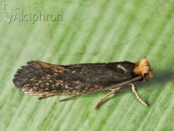 Monopis laevigella