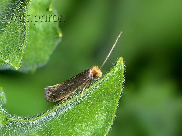 Monopis laevigella