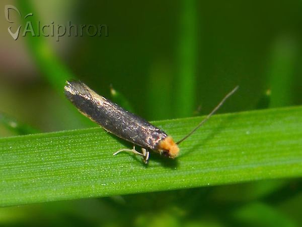 Monopis laevigella