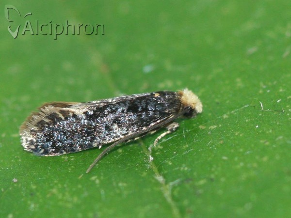 Monopis laevigella