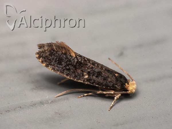 Monopis laevigella