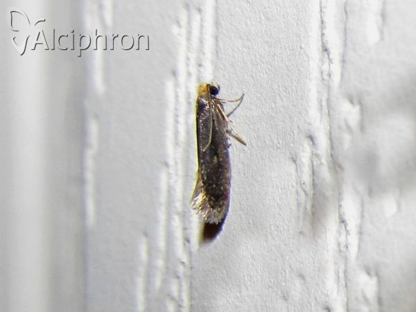 Monopis laevigella