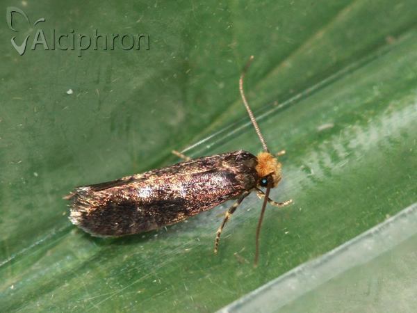 Monopis laevigella