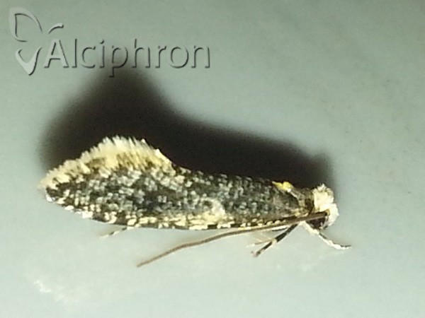 Monopis laevigella
