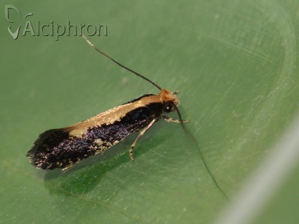 Monopis obviella