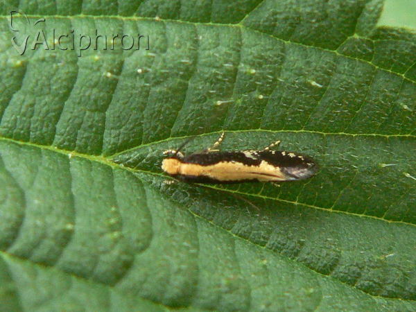 Monopis obviella