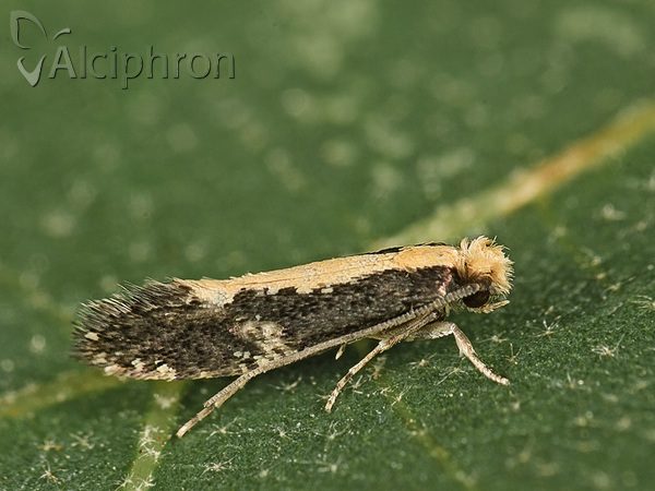 Monopis obviella
