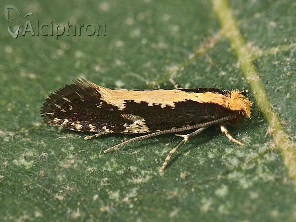 Monopis obviella