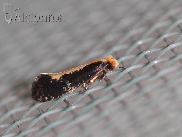 Monopis obviella