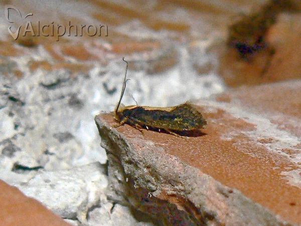 Monopis obviella