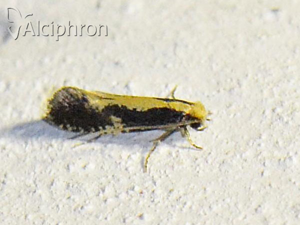 Monopis obviella