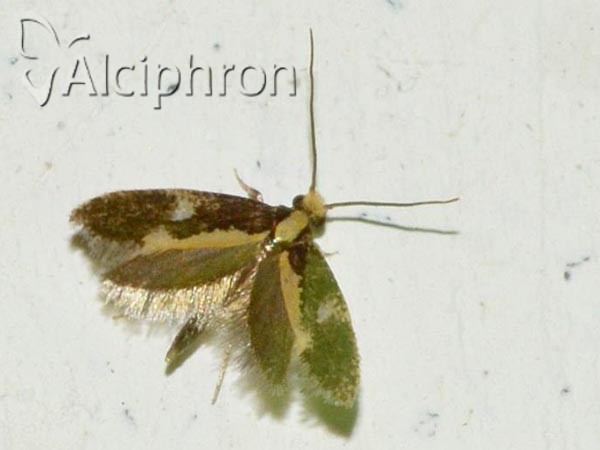Monopis obviella