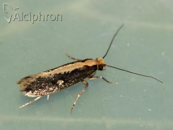 Monopis crocicapitella