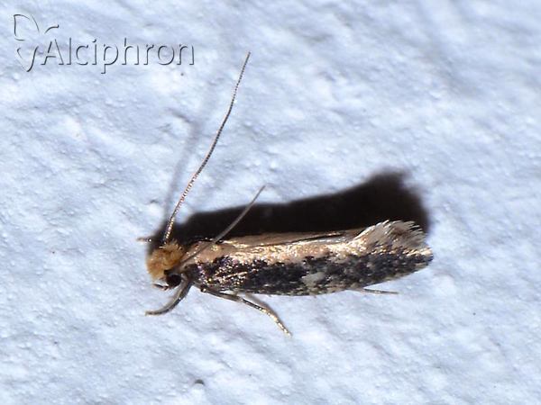 Monopis crocicapitella