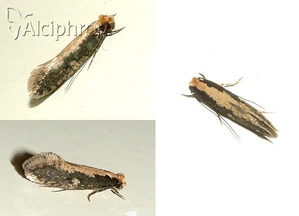 Monopis crocicapitella
