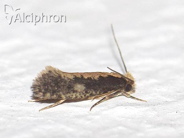 Monopis crocicapitella