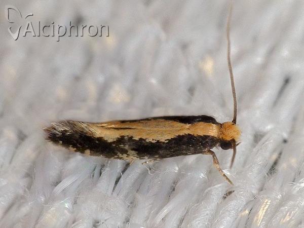 Monopis crocicapitella